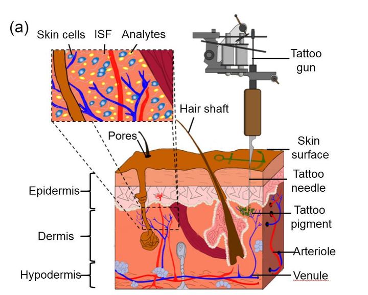 Coupe anatomique de la peau montrant la profondeur des pigments de tatouage dans le derme